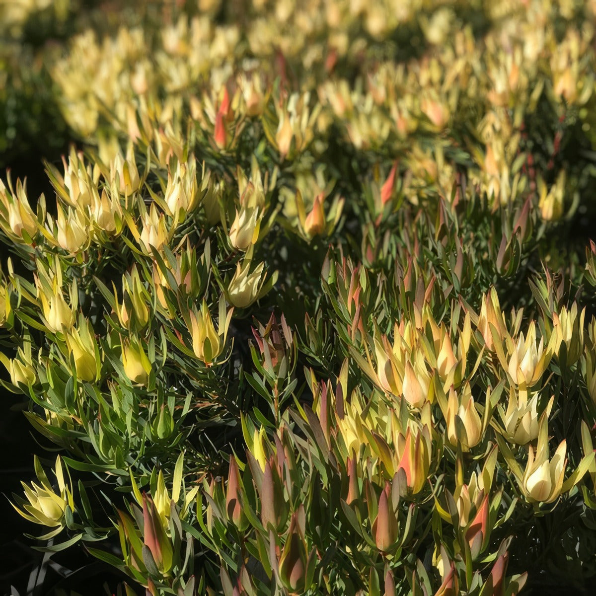 Leucadendron Fireglow P10lcdfir - Garden Express Australia