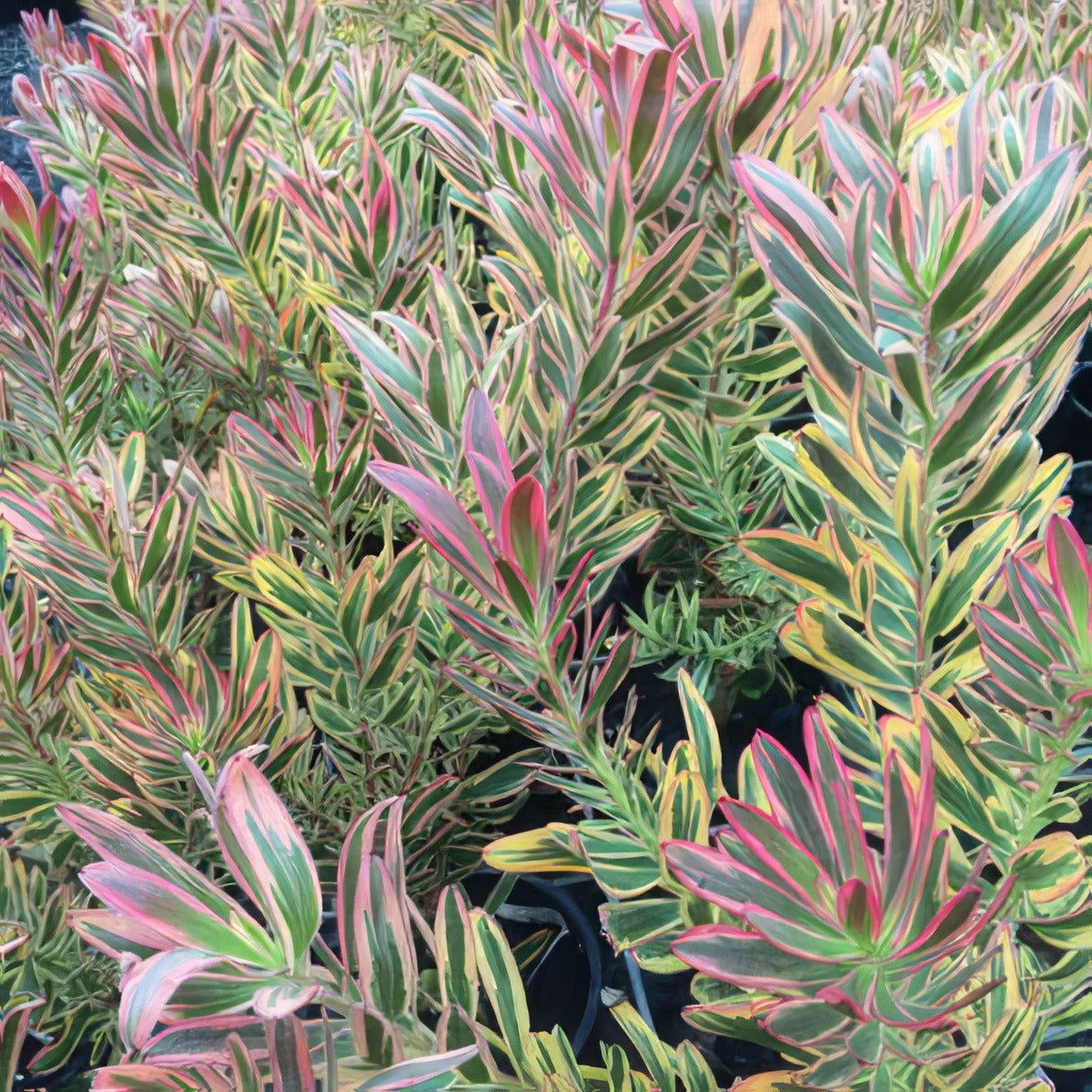 Leucadendron Jester Pplprojes - Garden Express Australia