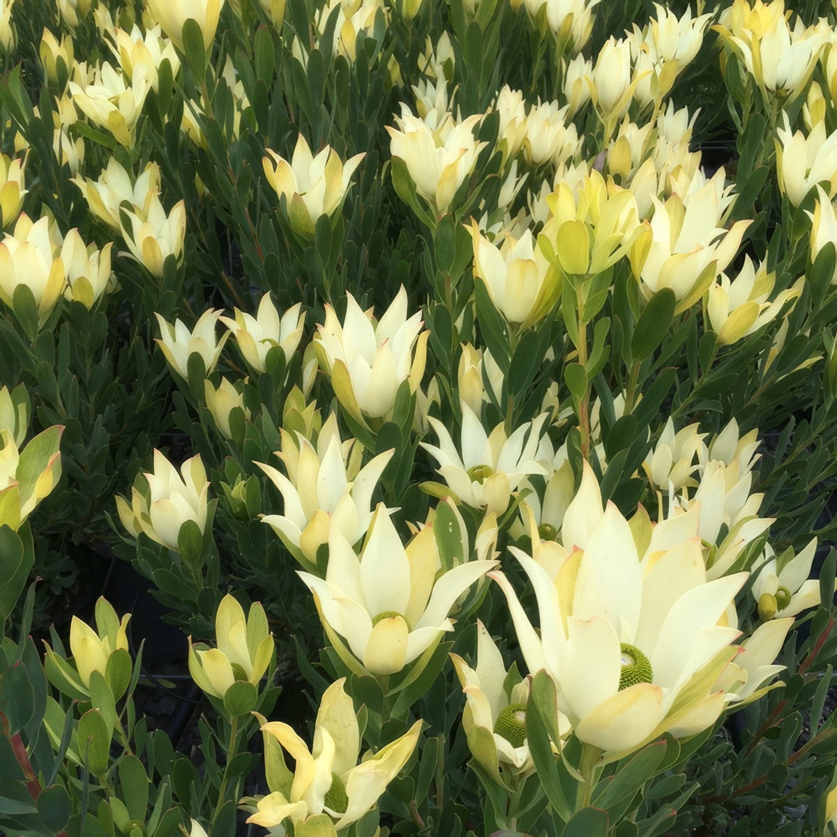 Leucadendron Lime Magic P10lcdlma - Garden Express Australia