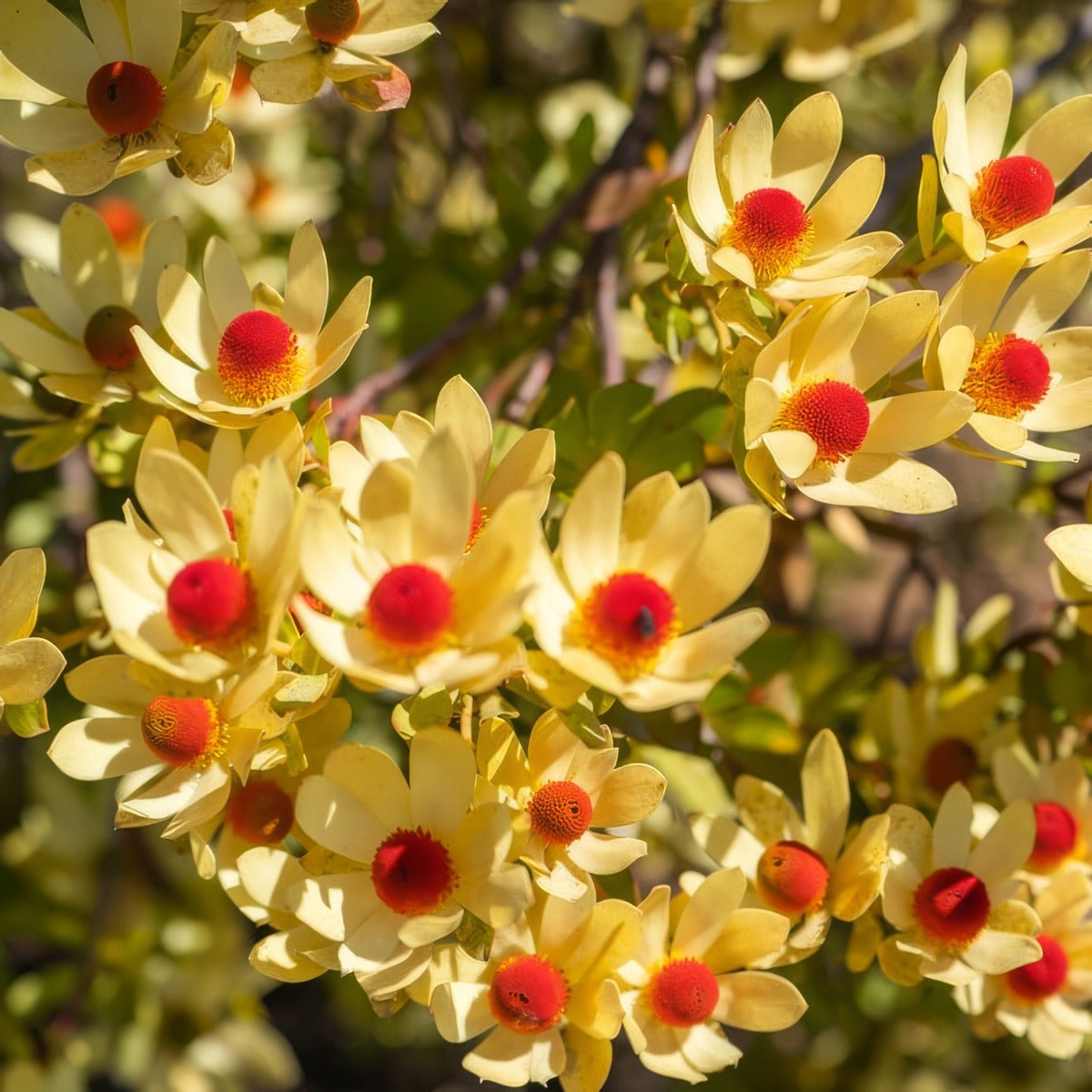 Leucadendron Bellas Buttons P75lcdbbu - Garden Express Australia