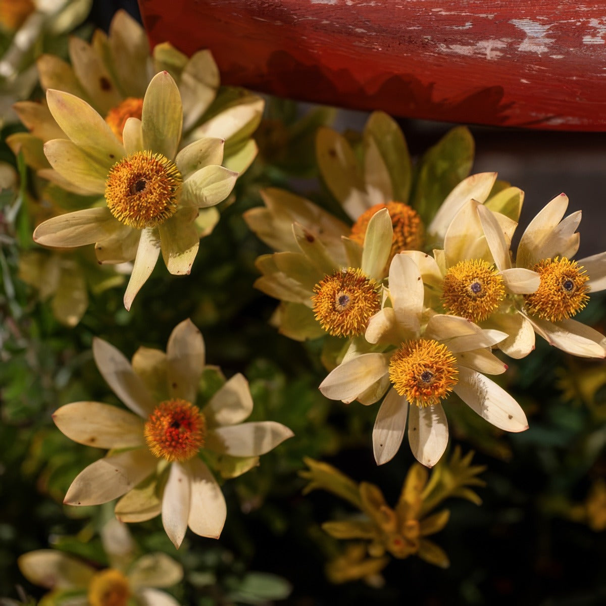 Leucadendron Discolour Male P75lcddis - Garden Express Australia