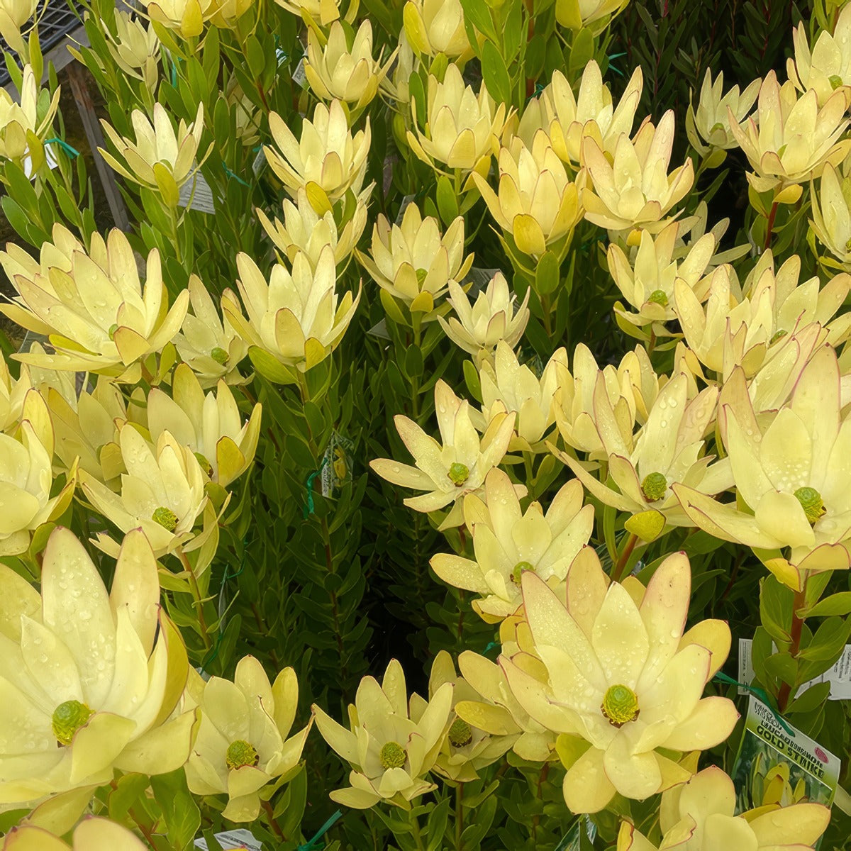 Website Gold Strike - Garden Express Australia