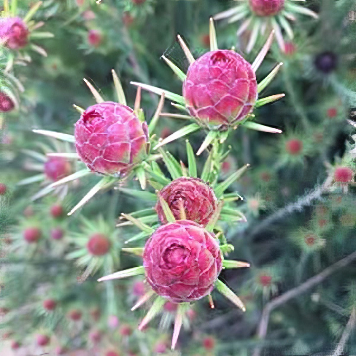 Leucadendron Jubilee Crown - Garden Express Australia