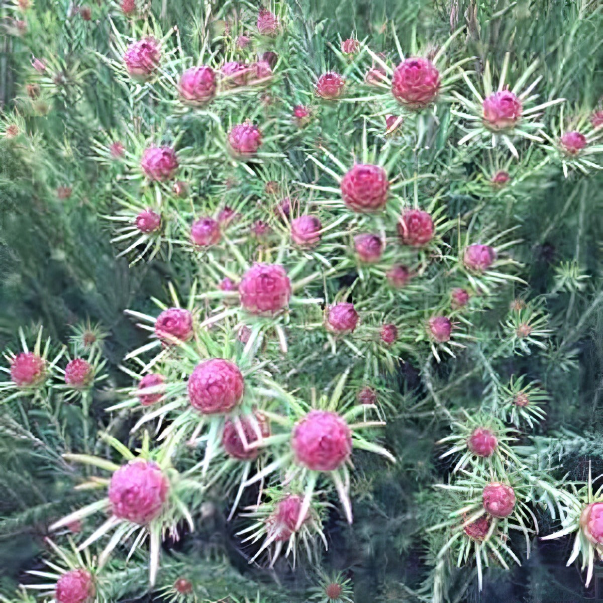 Leucadendron Jubilee Crown P75lcdjcr - Garden Express Australia