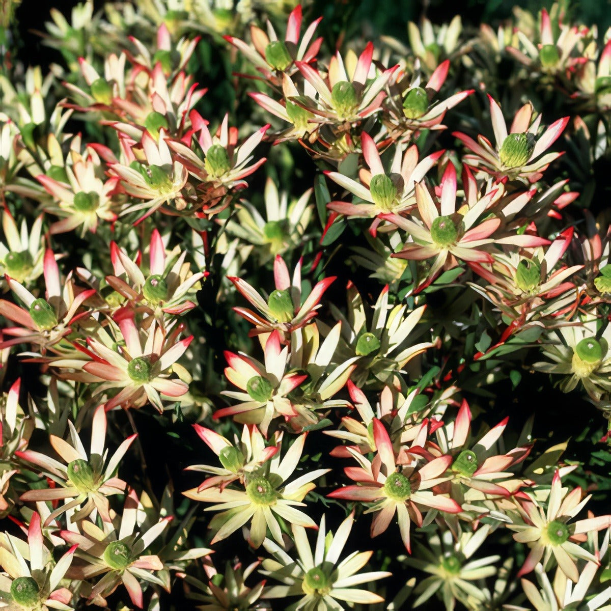 Leucadendron Super Star Pplprosst - Garden Express Australia