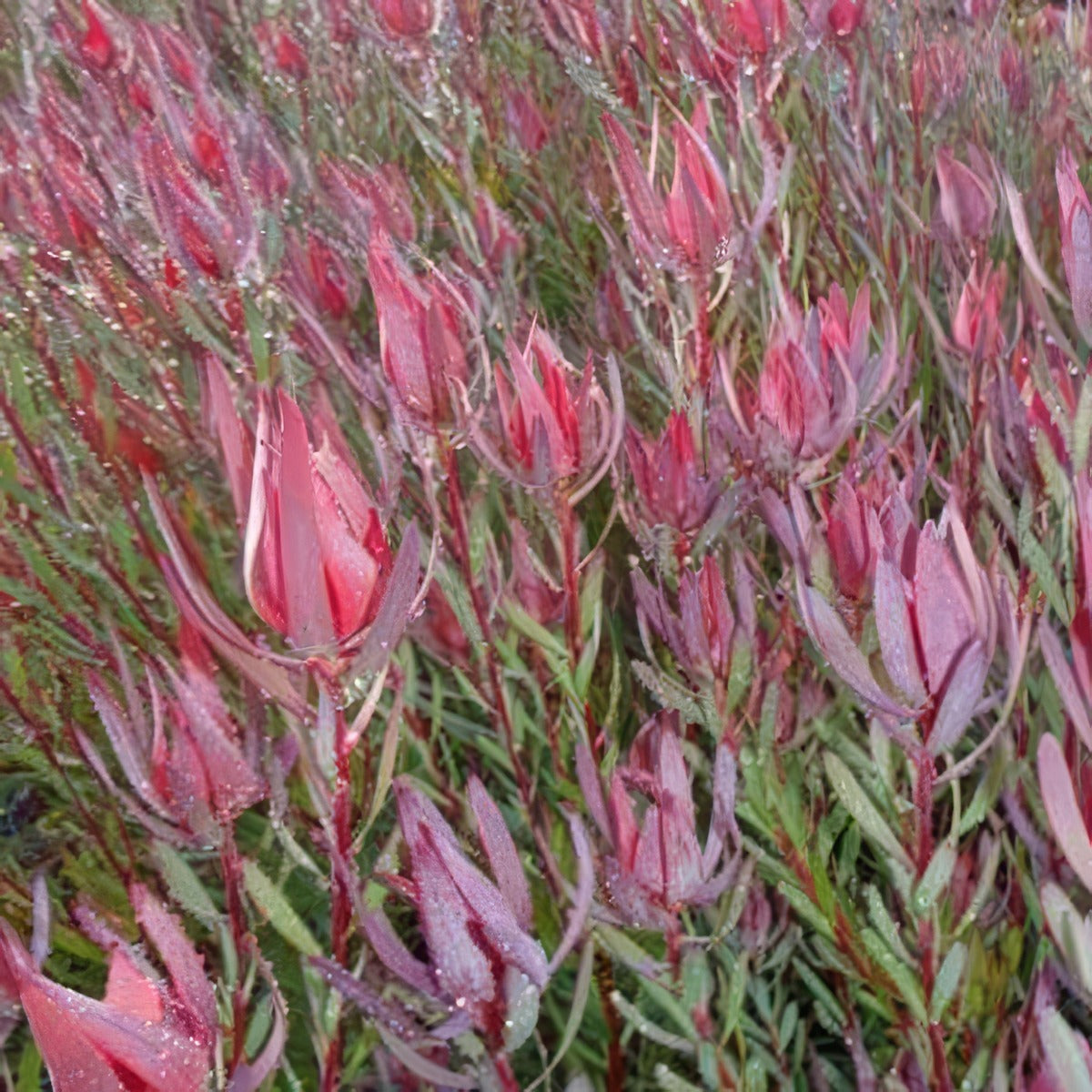 Leucadendron Red Countess P75lcdrco - Garden Express Australia