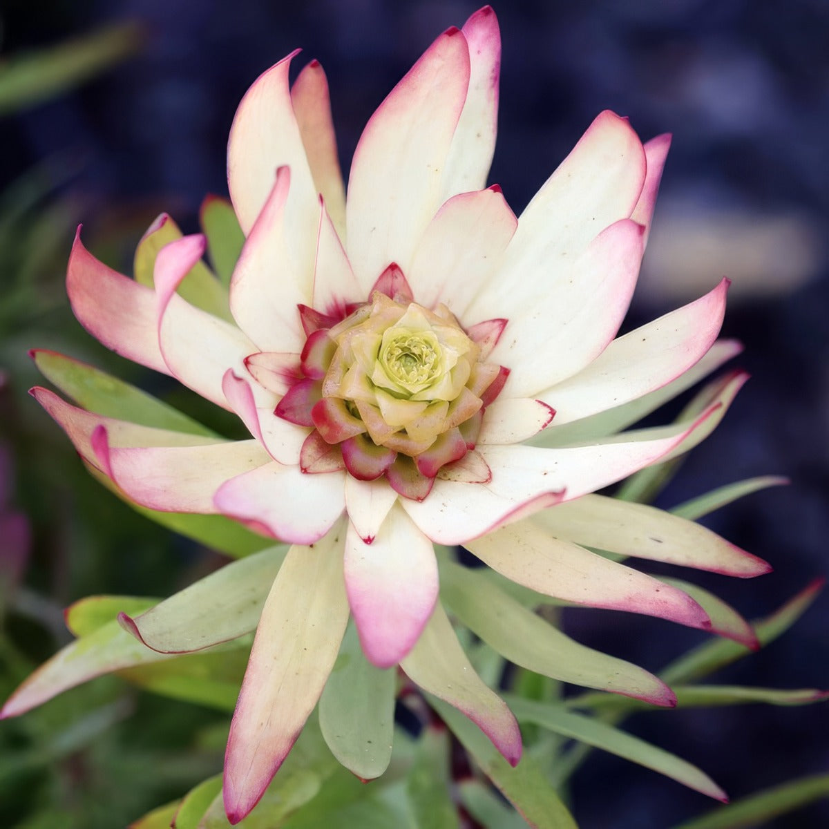 Leucadendron Sacred Dream 1 - Garden Express Australia
