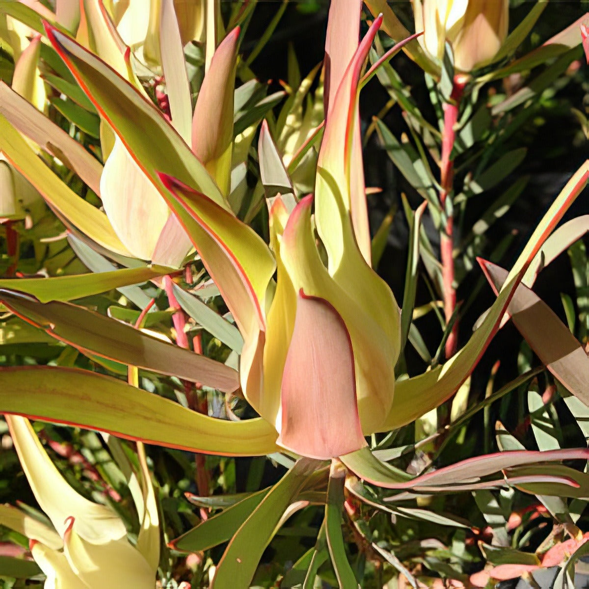 Yellow Devil - Garden Express Australia