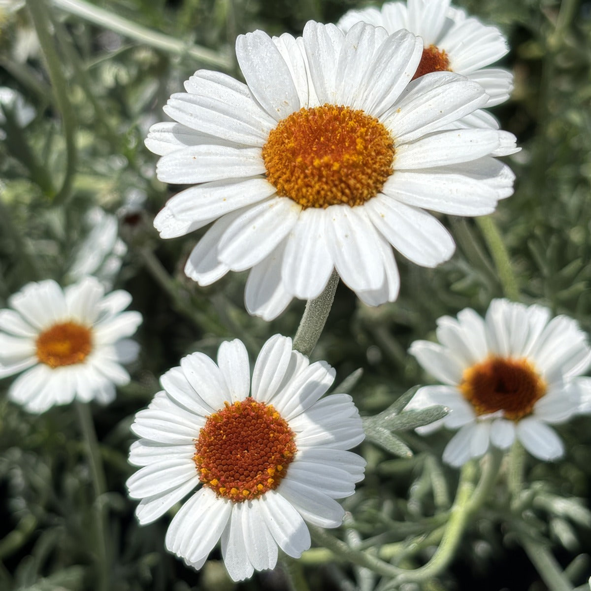 Leucanthemum Flirt P14leufli - Garden Express Australia