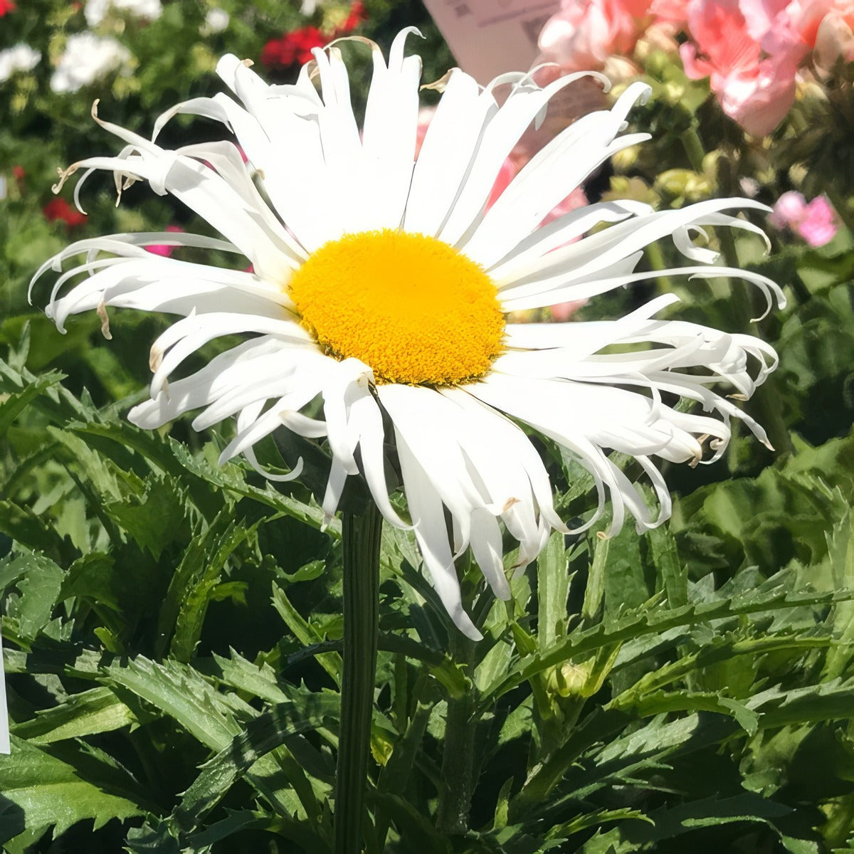 Leucanthemum Sweet Daisy Cher P68leusdc - Garden Express Australia