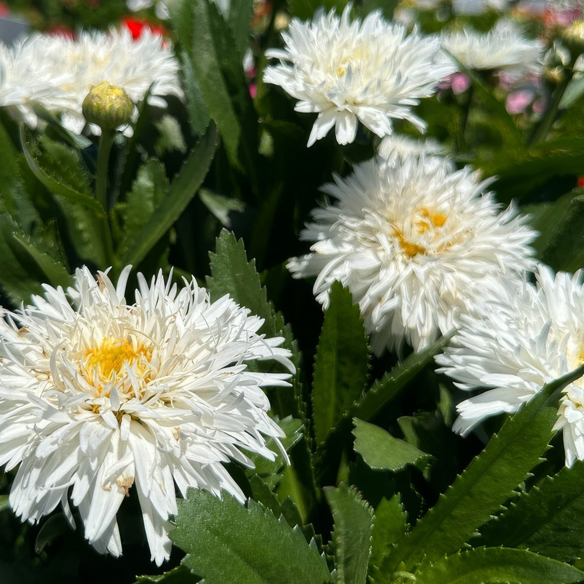 Leucanthemum Sweet Daisy Rebecca - Garden Express Australia