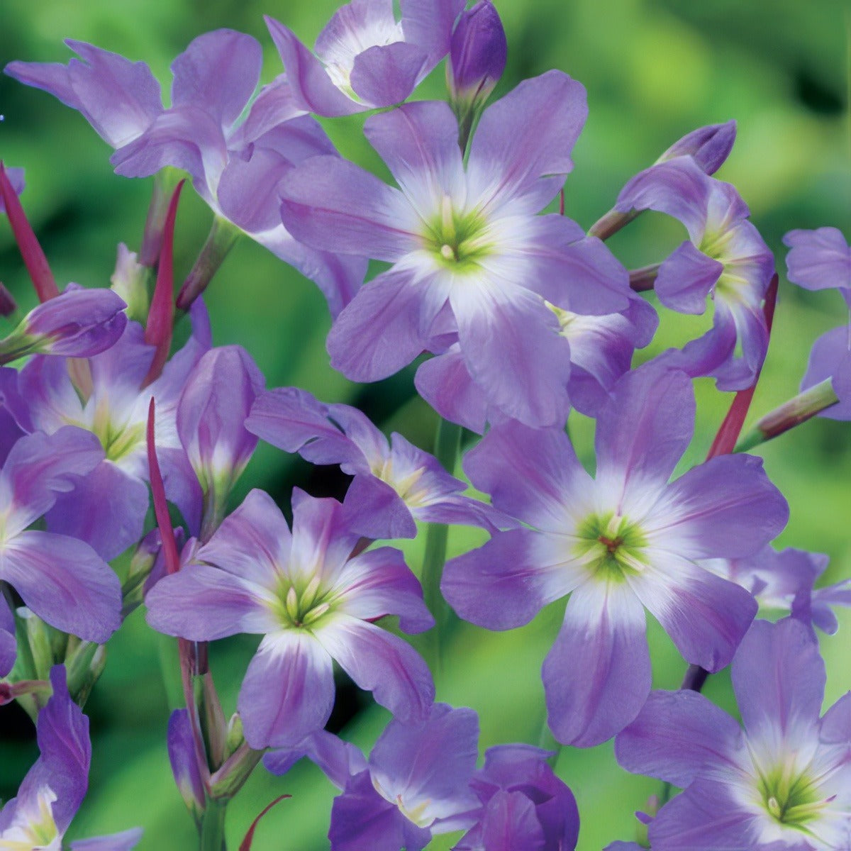 Leucocoryne Glory Of The Sun 2 Pkleugos 2020 - Garden Express Australia