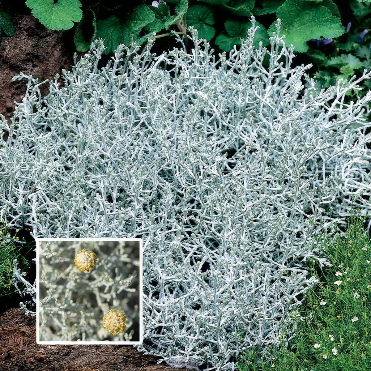 Leucophyta Silver Nugget Pplleusnu - Garden Express Australia