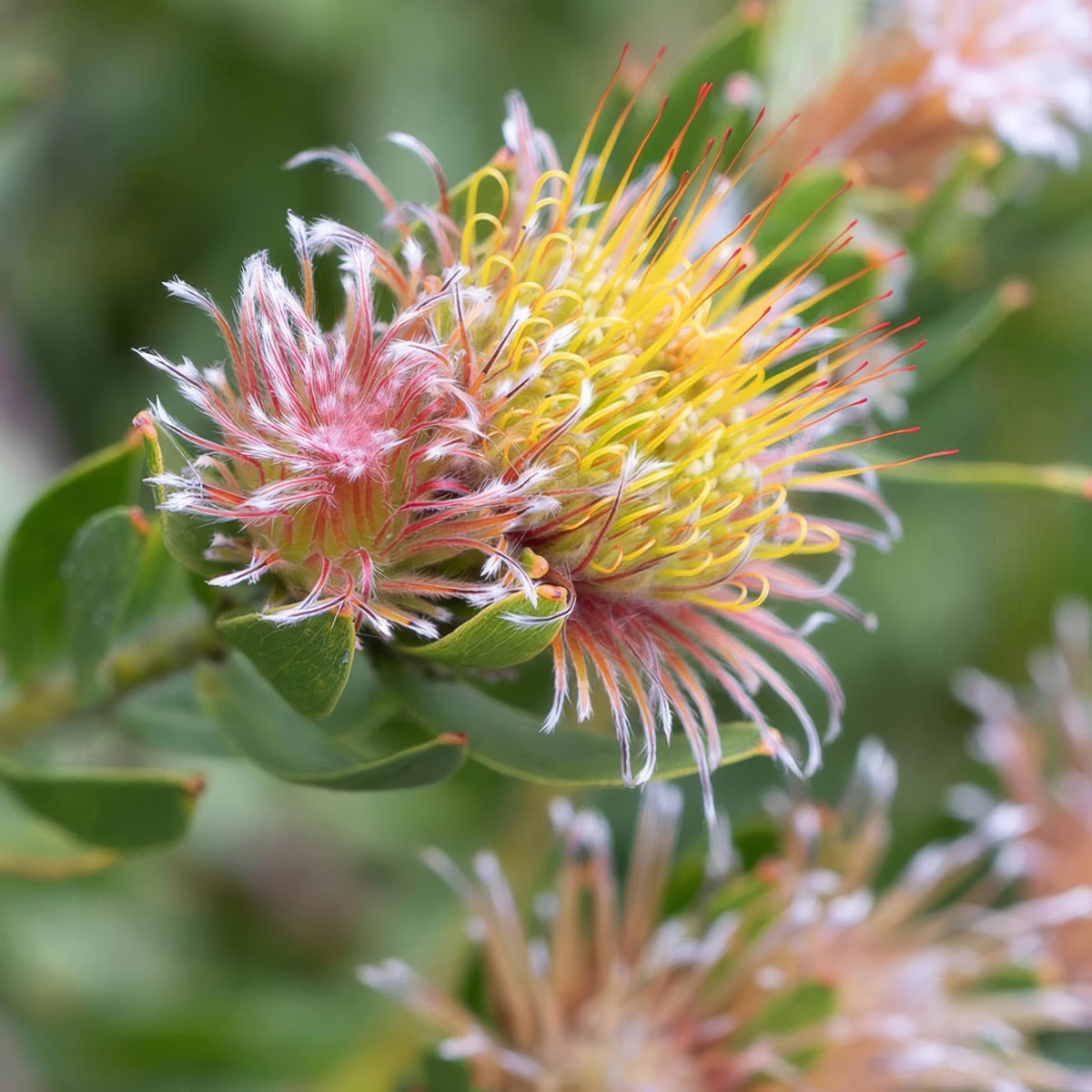 Leucospermum Calypso Pink P10lspcpi - Garden Express Australia
