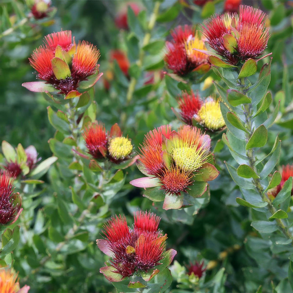 Leucospermum Calypso Red 3 - Garden Express Australia