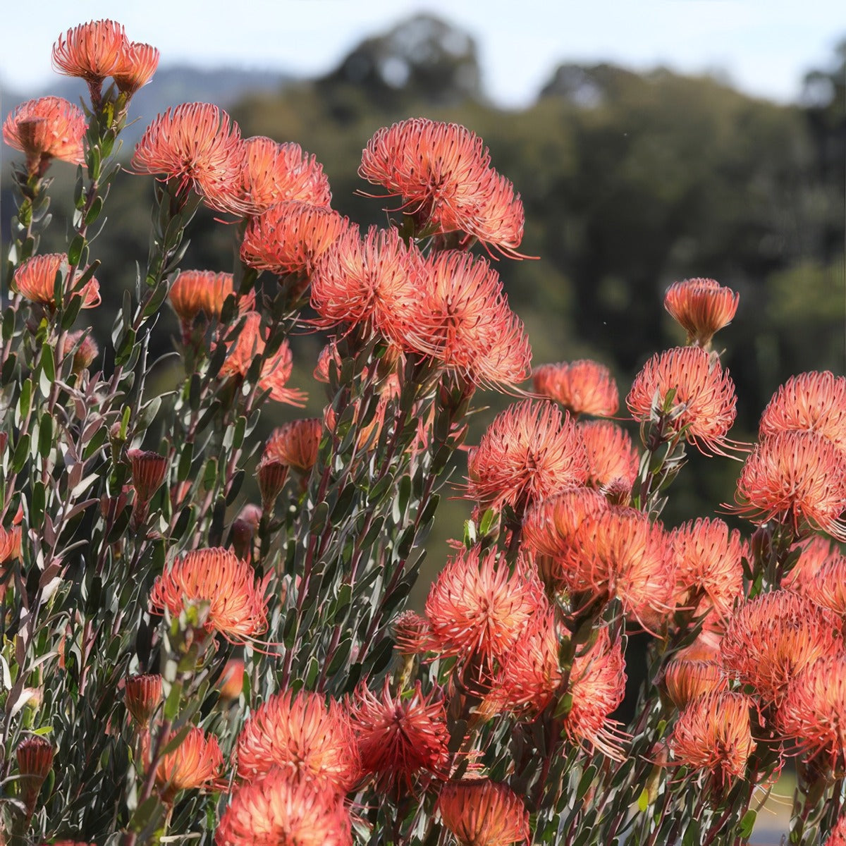 Leucospermum So Exotic - Garden Express Australia