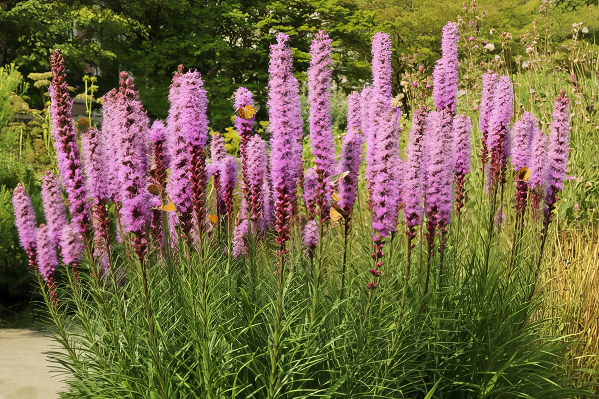 Liatris Purple 2026 Pkliapur - Garden Express Australia