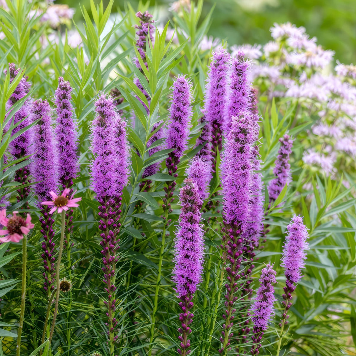 Liatris Purple Pkliapur - Garden Express Australia