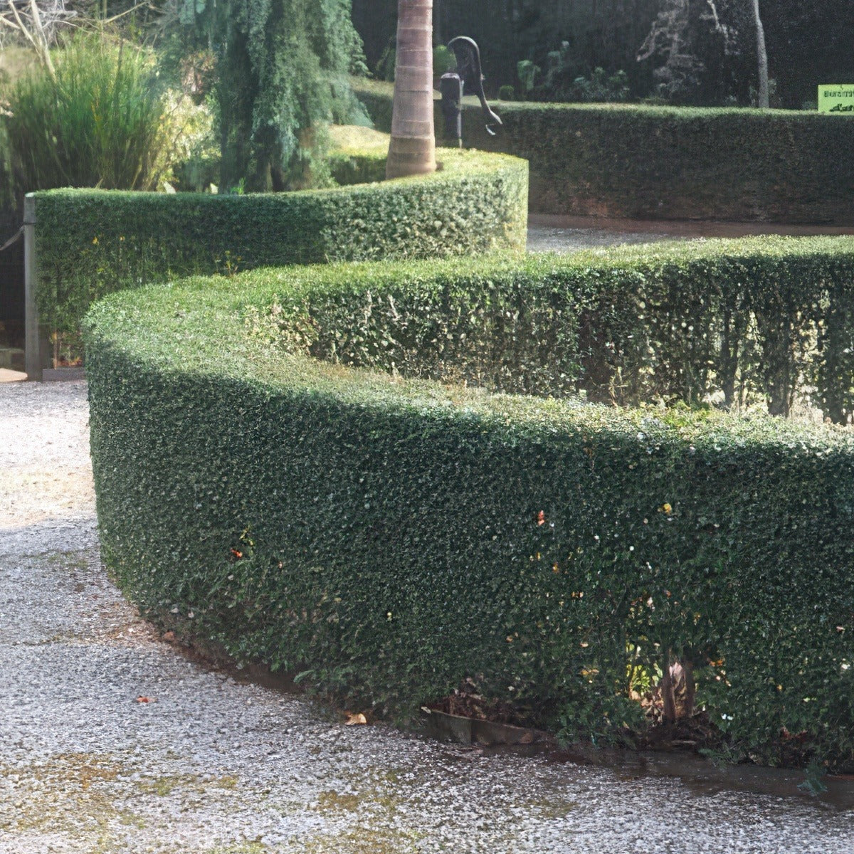 Ligustrum Undulatiam - Garden Express Australia
