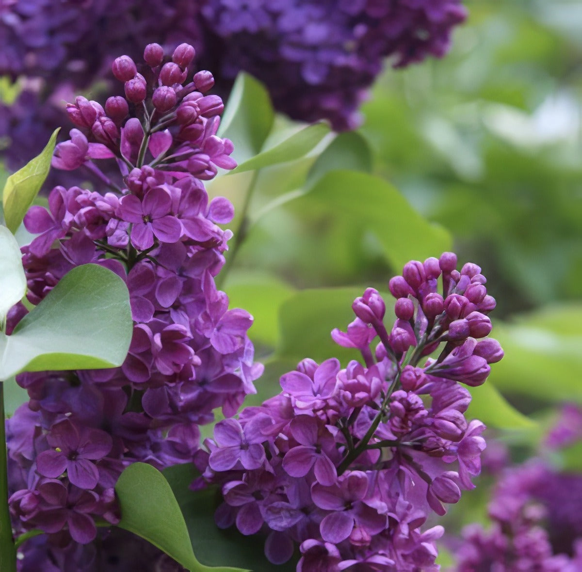 Lilac Congo 12 - Garden Express Australia