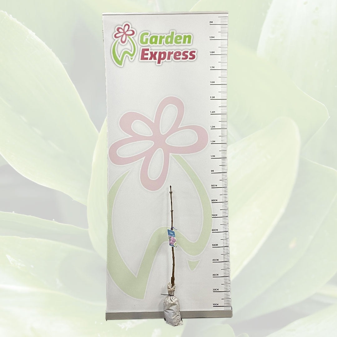 Lilac Sensation Trelilsen Size - Garden Express Australia