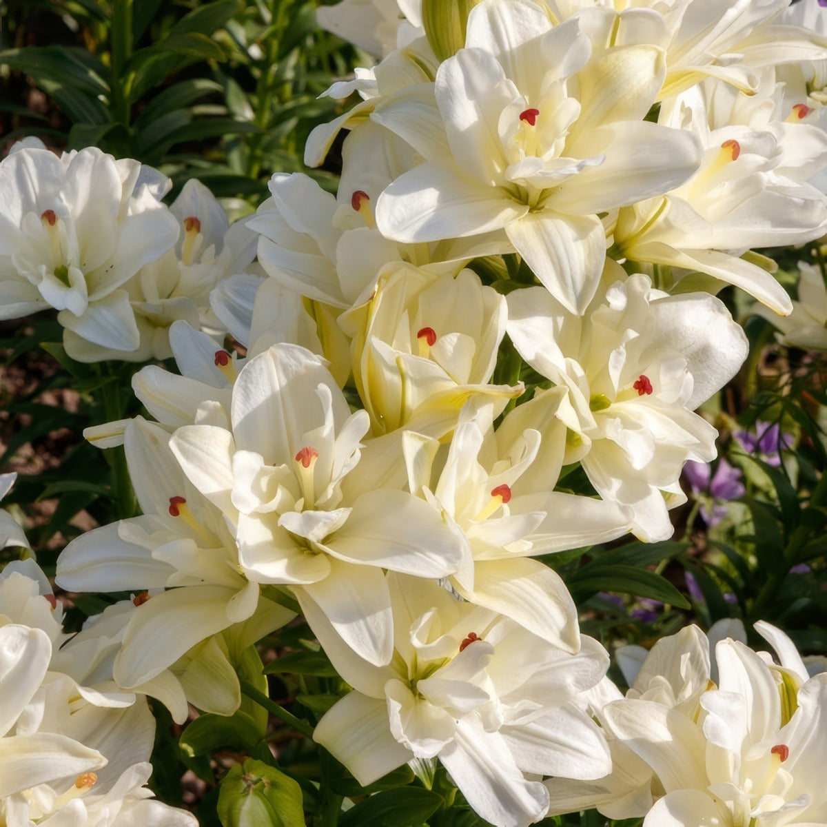 Lilium Annemaries Dream Pkliladr - Garden Express Australia