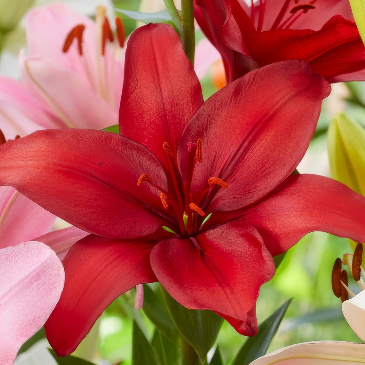 Lilium Batavus Pklilbat 2025 - Garden Express Australia