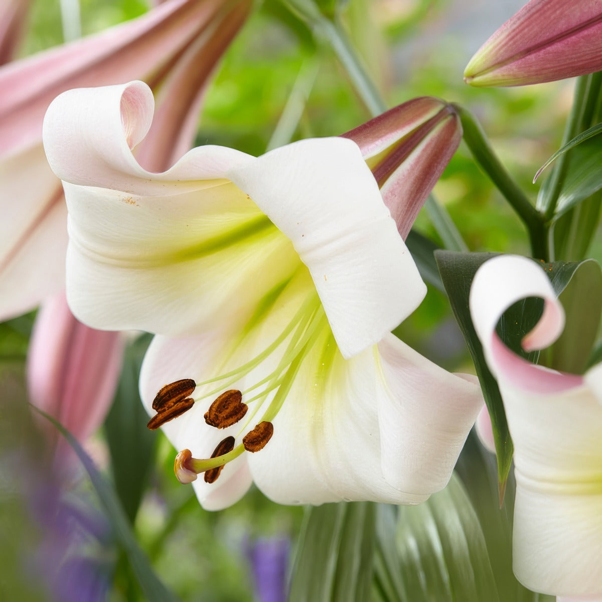 Lilium Eastern Moon Pklilemo - Garden Express Australia
