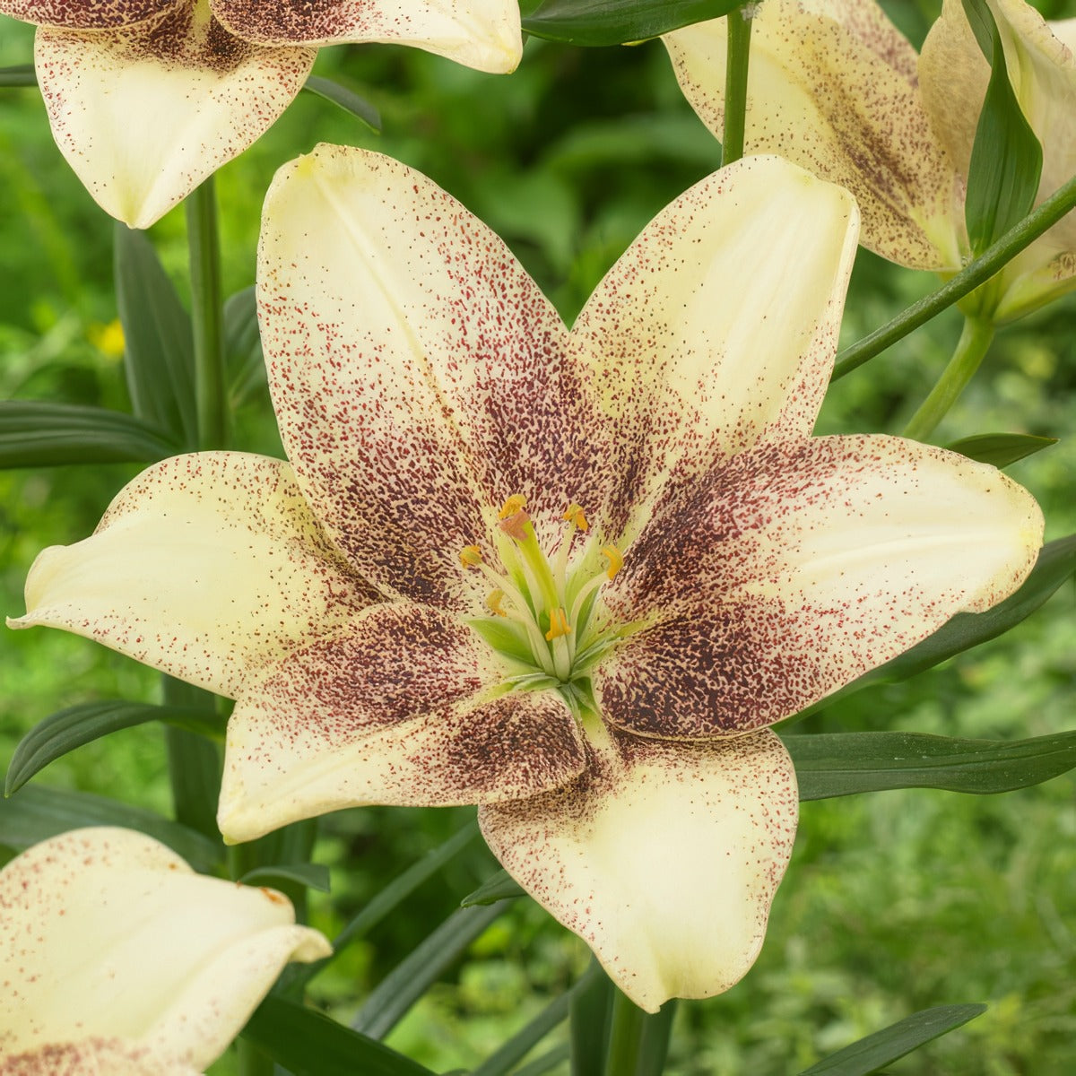 Lilium Easy Spot Pklilesp - Garden Express Australia