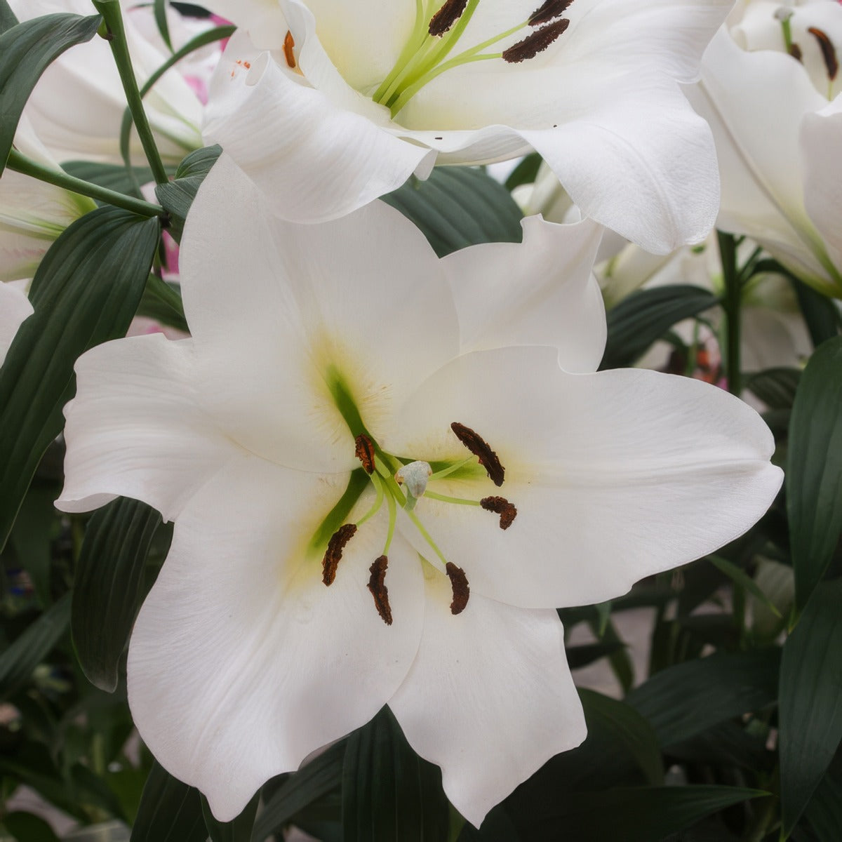 Lilium Fastrada