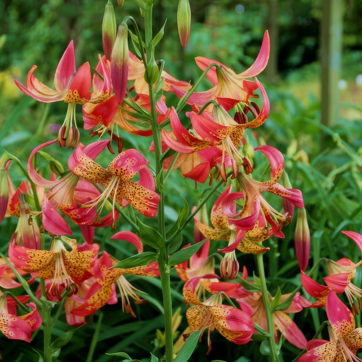 Lilium Fusion Pklilfus - Garden Express Australia