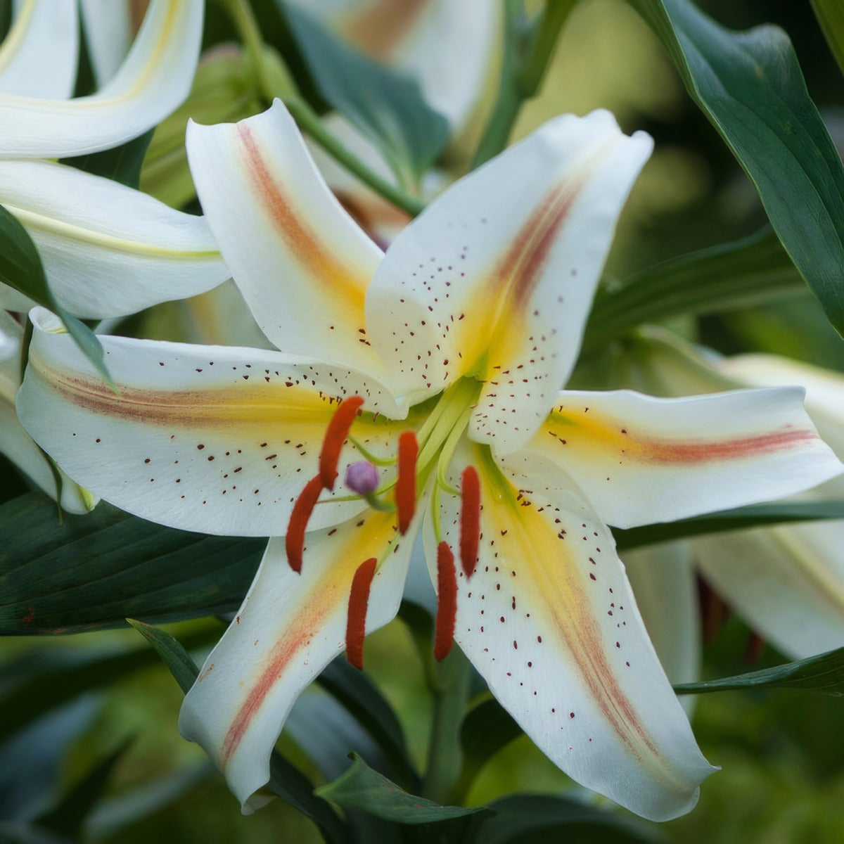 Lilium Garden Party Pklilgpa - Garden Express Australia