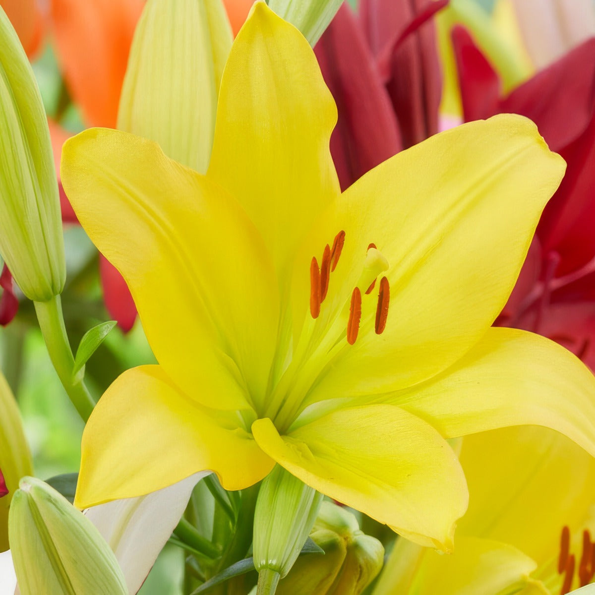 Lilium Hinault Pklilhin 2025 - Garden Express Australia