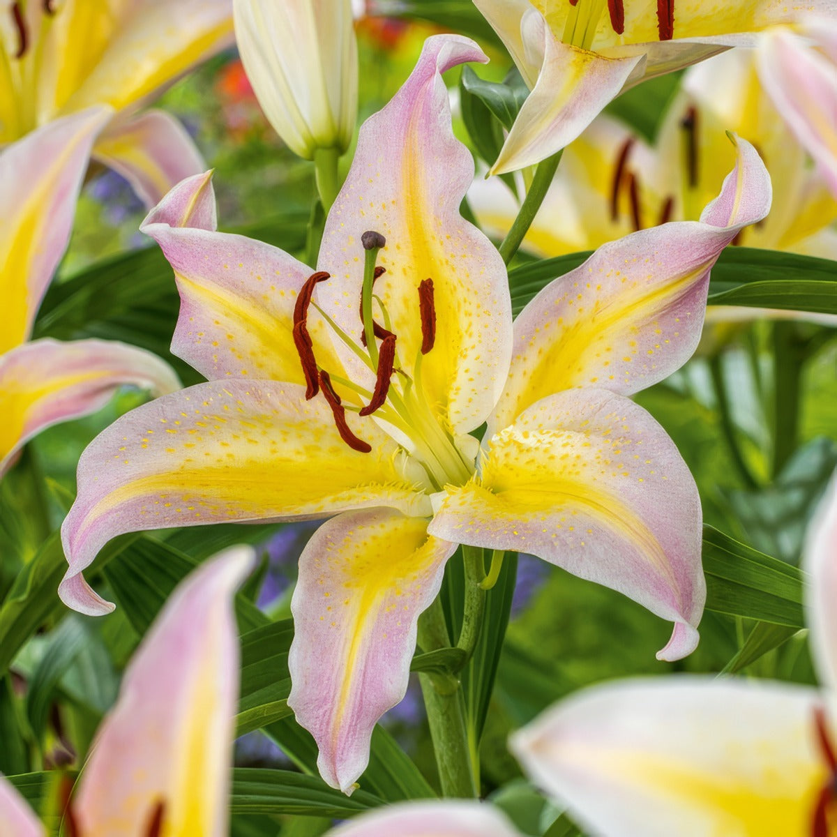 Lilium Hocus Pocus Pklilhpo - Garden Express Australia
