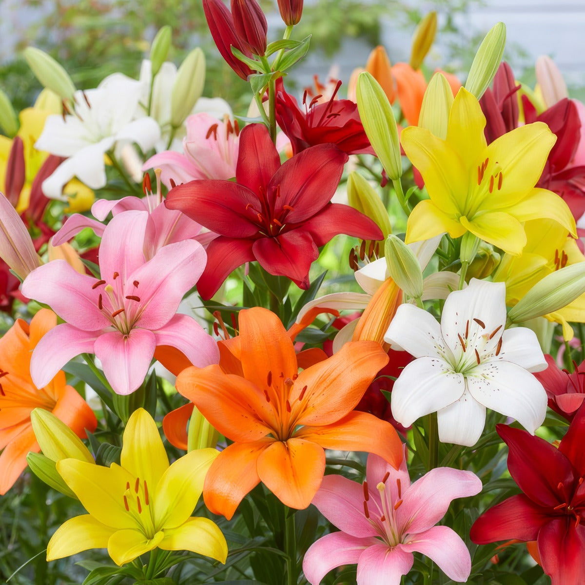 Lilium La Hybrid Mixed – Garden Express Australia