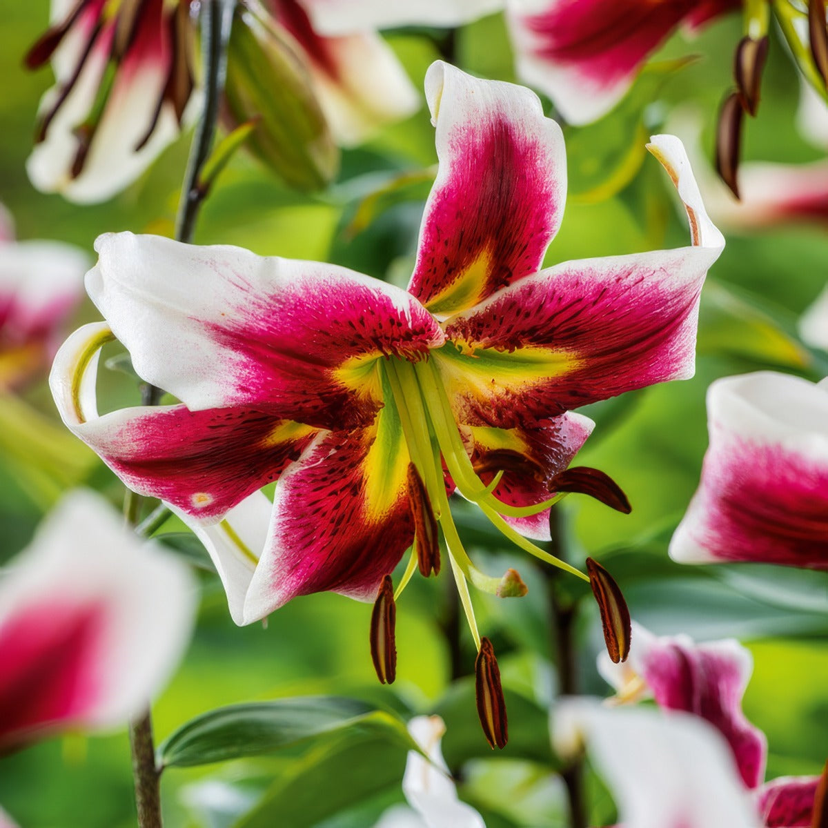 lily♡ Oriental Trumpet Lilium Leslie Woodriff – Garden Express Australia