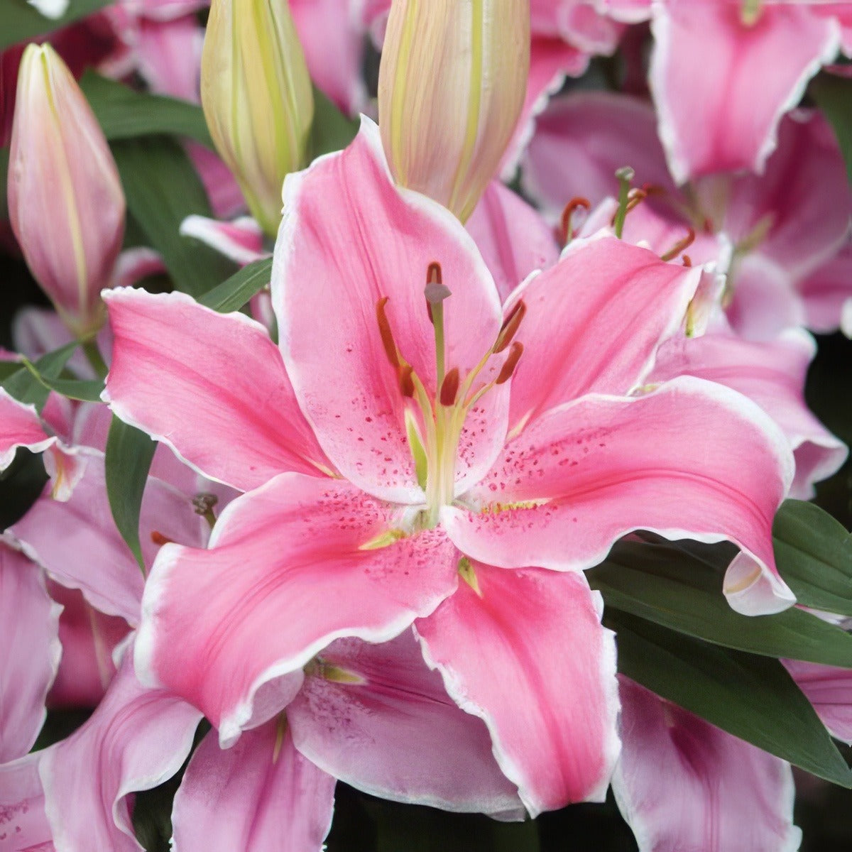 Lilium Marlon Pklilmar - Garden Express Australia