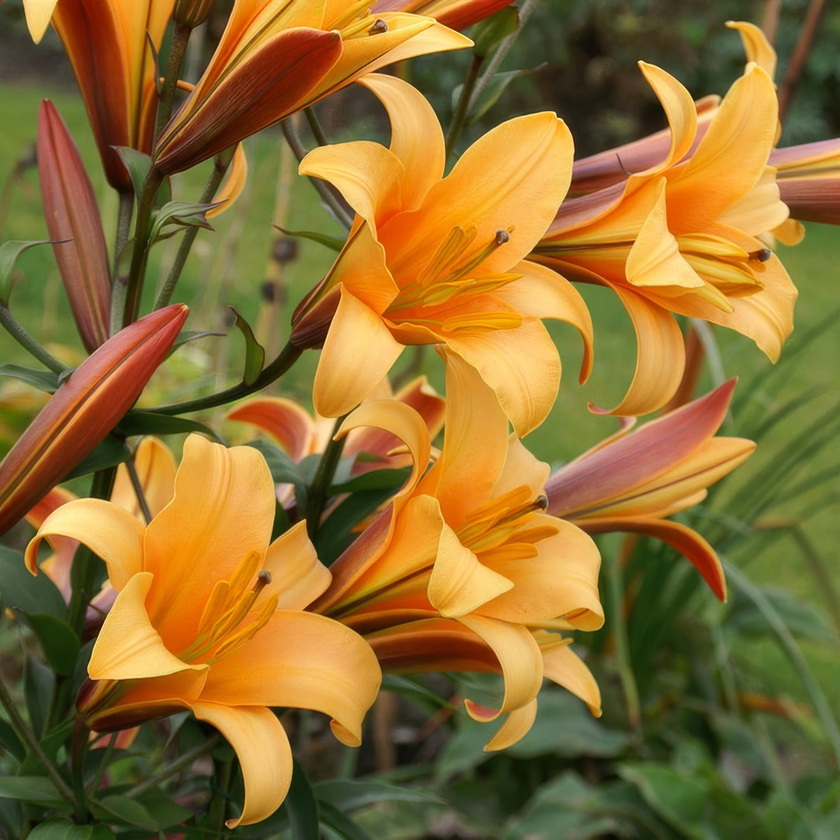 Lilium Orange Planet Pklilopl 2 - Garden Express Australia