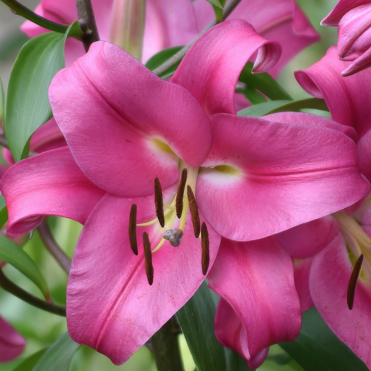 Lilium Resolute 2024 Pklilres - Garden Express Australia
