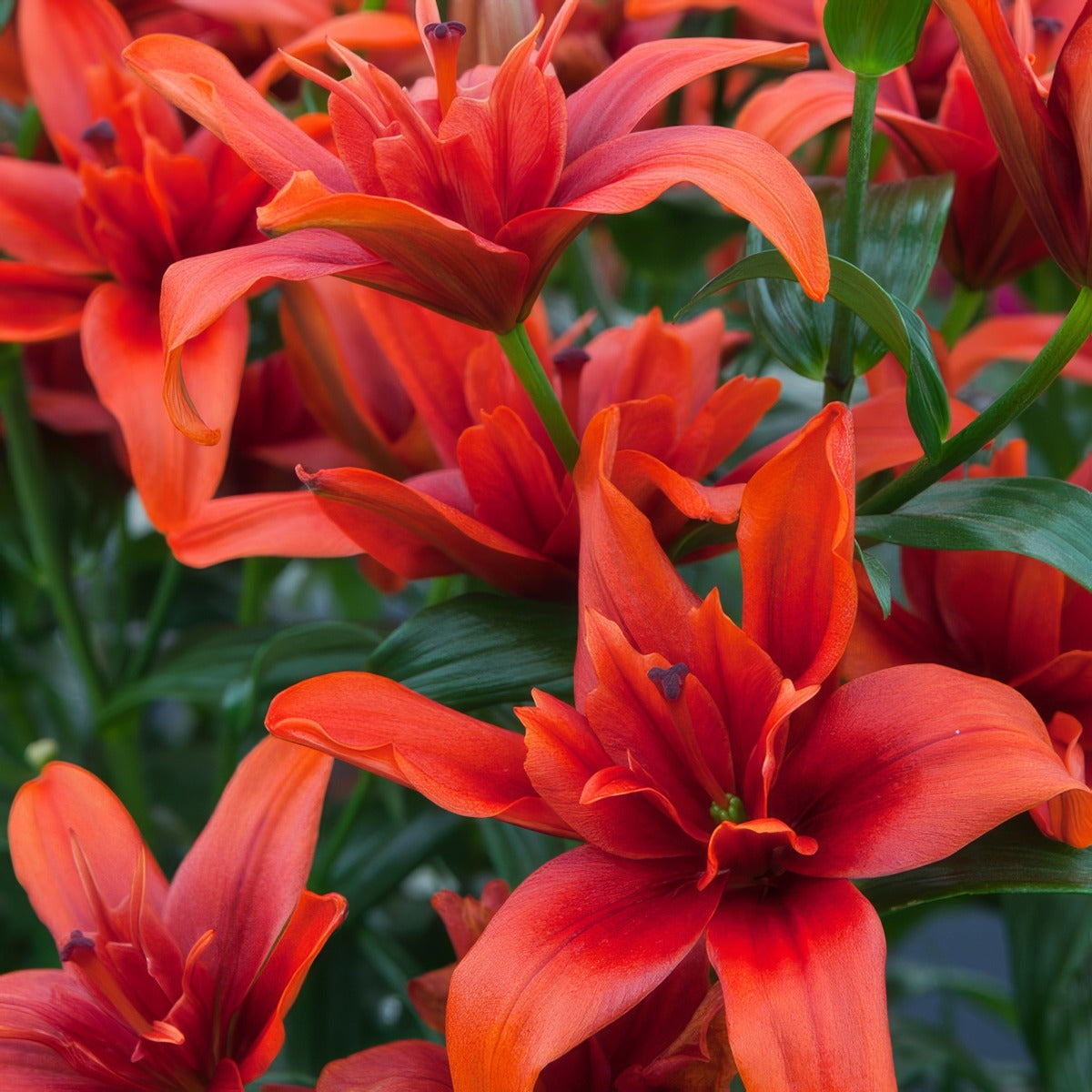 Lilium Double Red Twin – Garden Express Australia