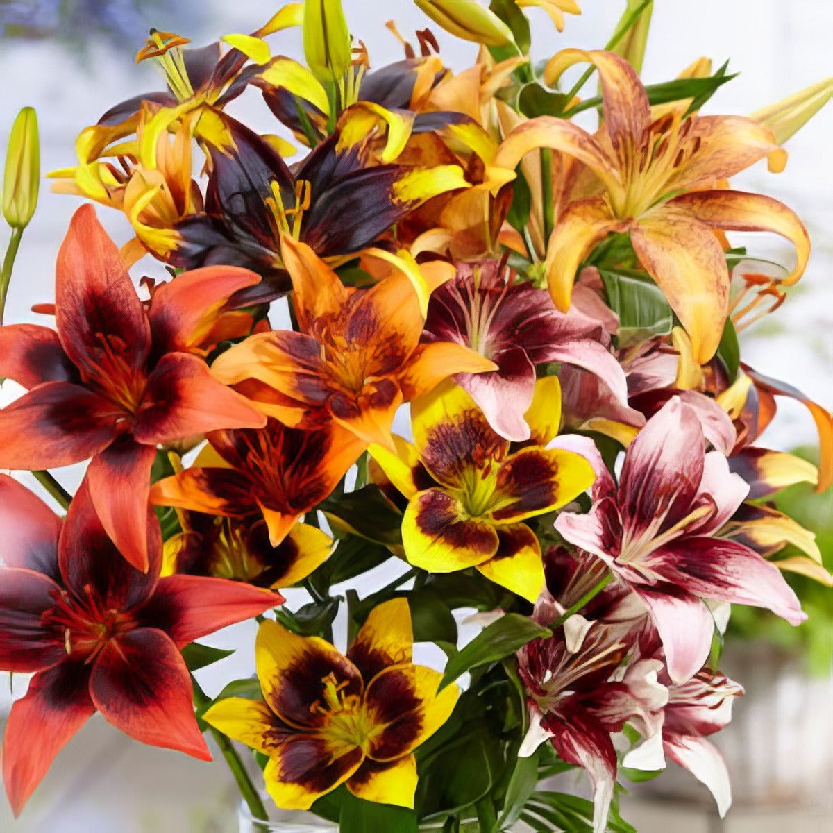 Lilium Tango Mixed Pkliltmx 2020 - Garden Express Australia