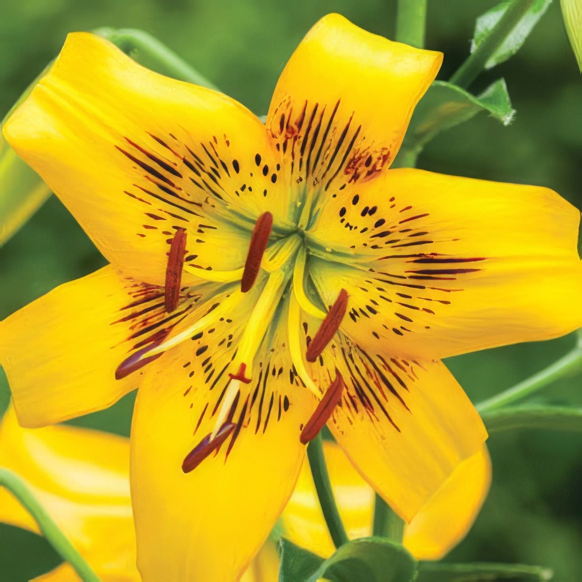 Lilium Yellow Brush Pklilybr - Garden Express Australia