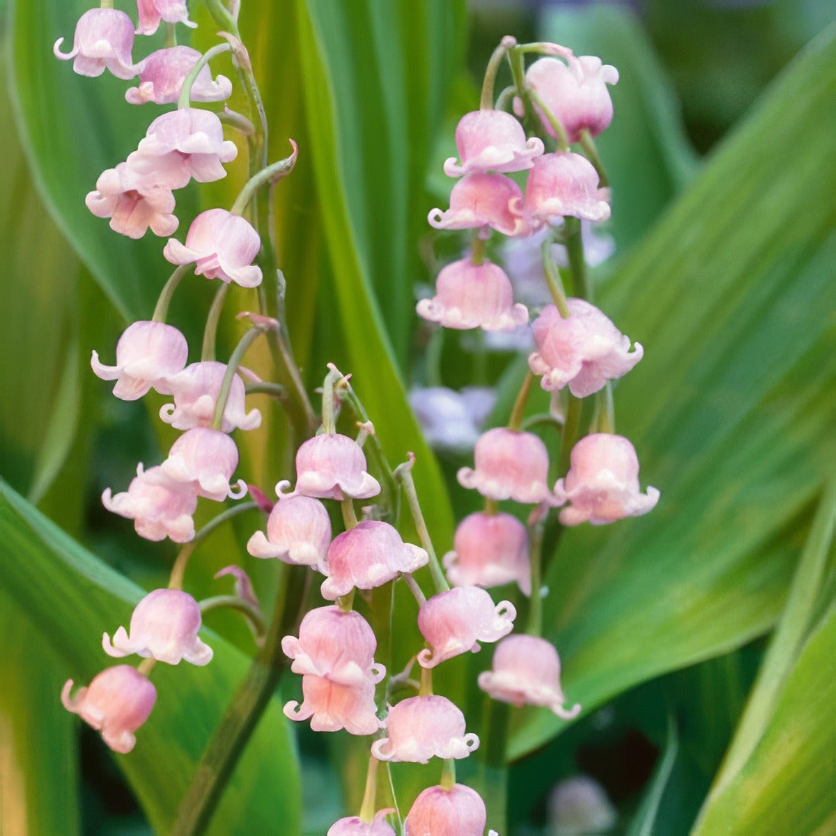 Lily Of The Valley Pink 19 Pklilvpi - Garden Express Australia