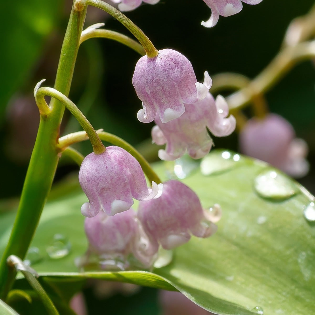 Lily Of The Valley Pink 2 2026 Pklilvpi - Garden Express Australia