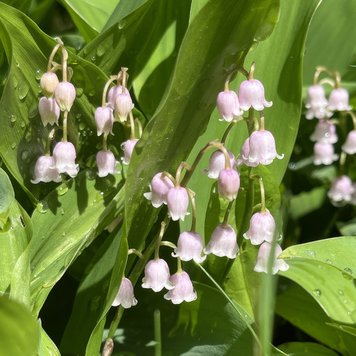 Lily Of The Valley Pink 2026 Pklilvpi - Garden Express Australia