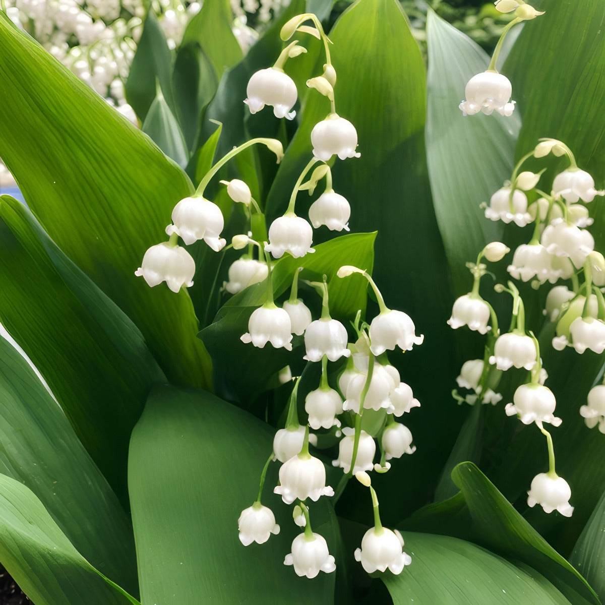 Lily Of The Valley White 2 2026 Pklilvwh - Garden Express Australia