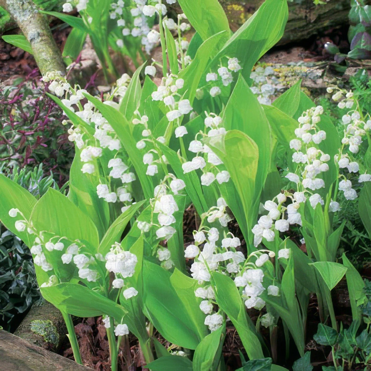 Lily Of The Valley White Pklilvwh - Garden Express Australia