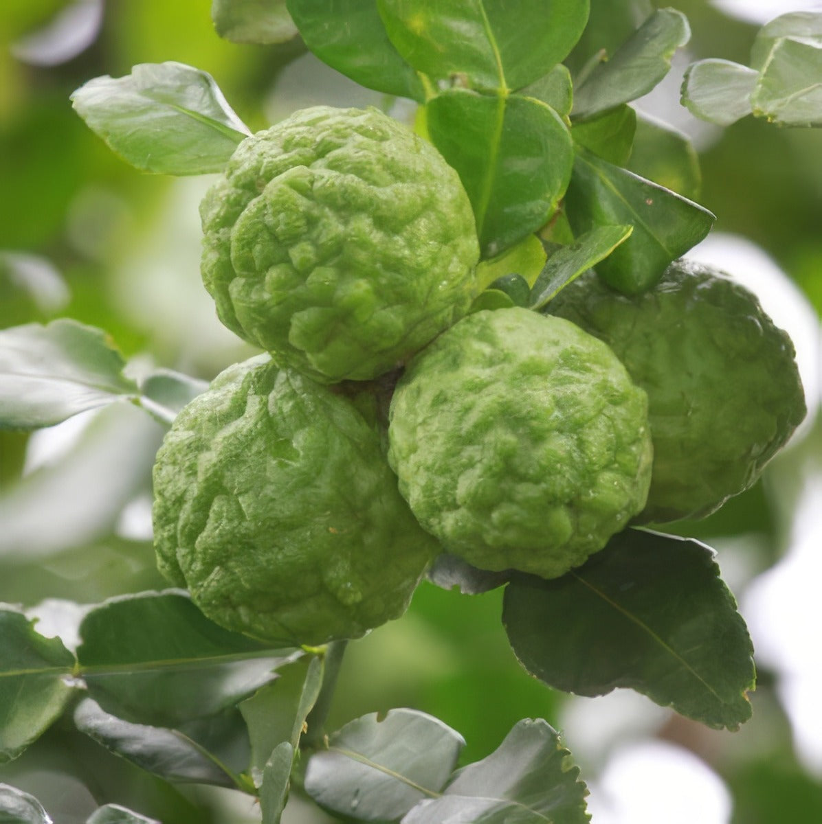Dwarf Lime Kaffir St 14 - Garden Express Australia