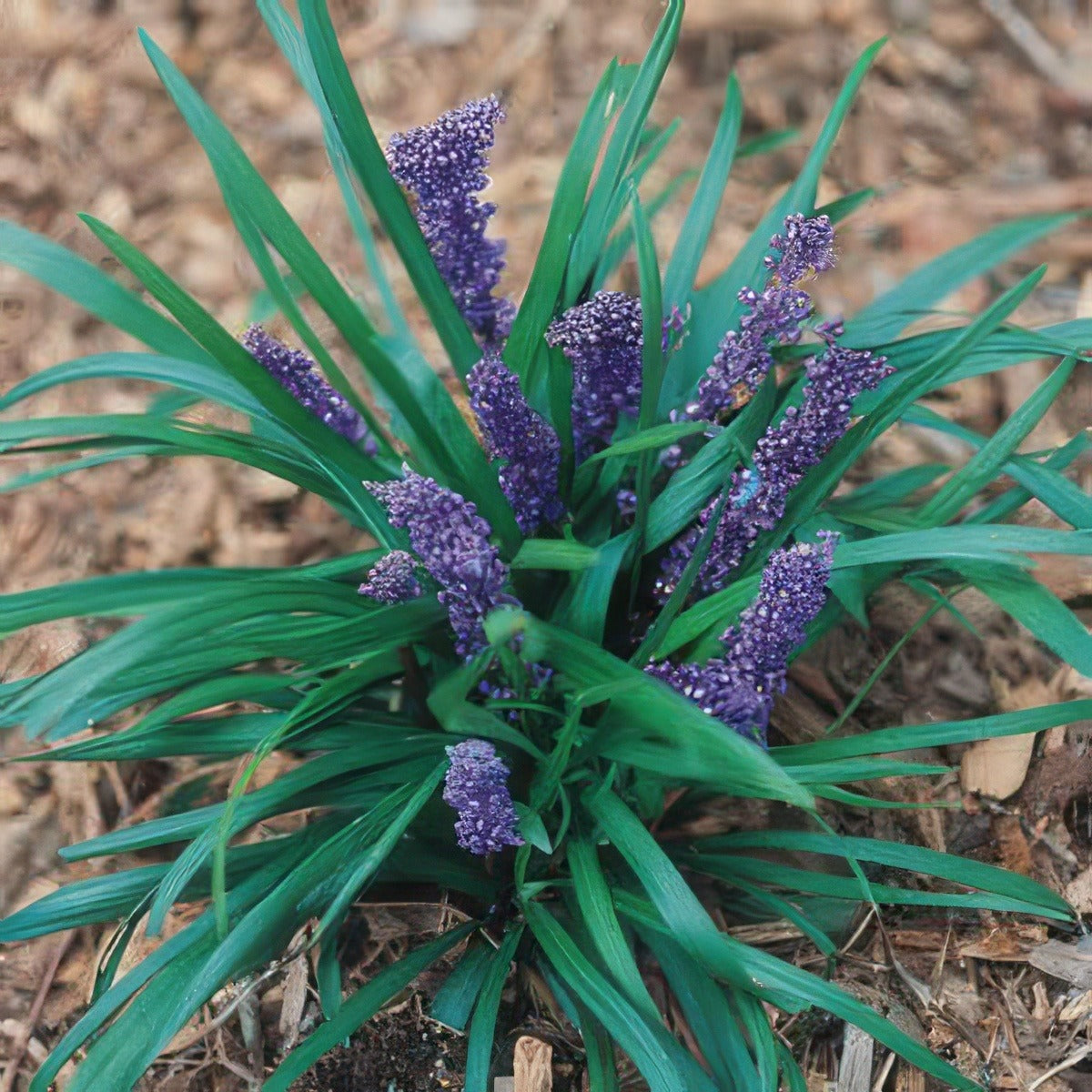 Liriope Royal Purple 08 - Garden Express Australia