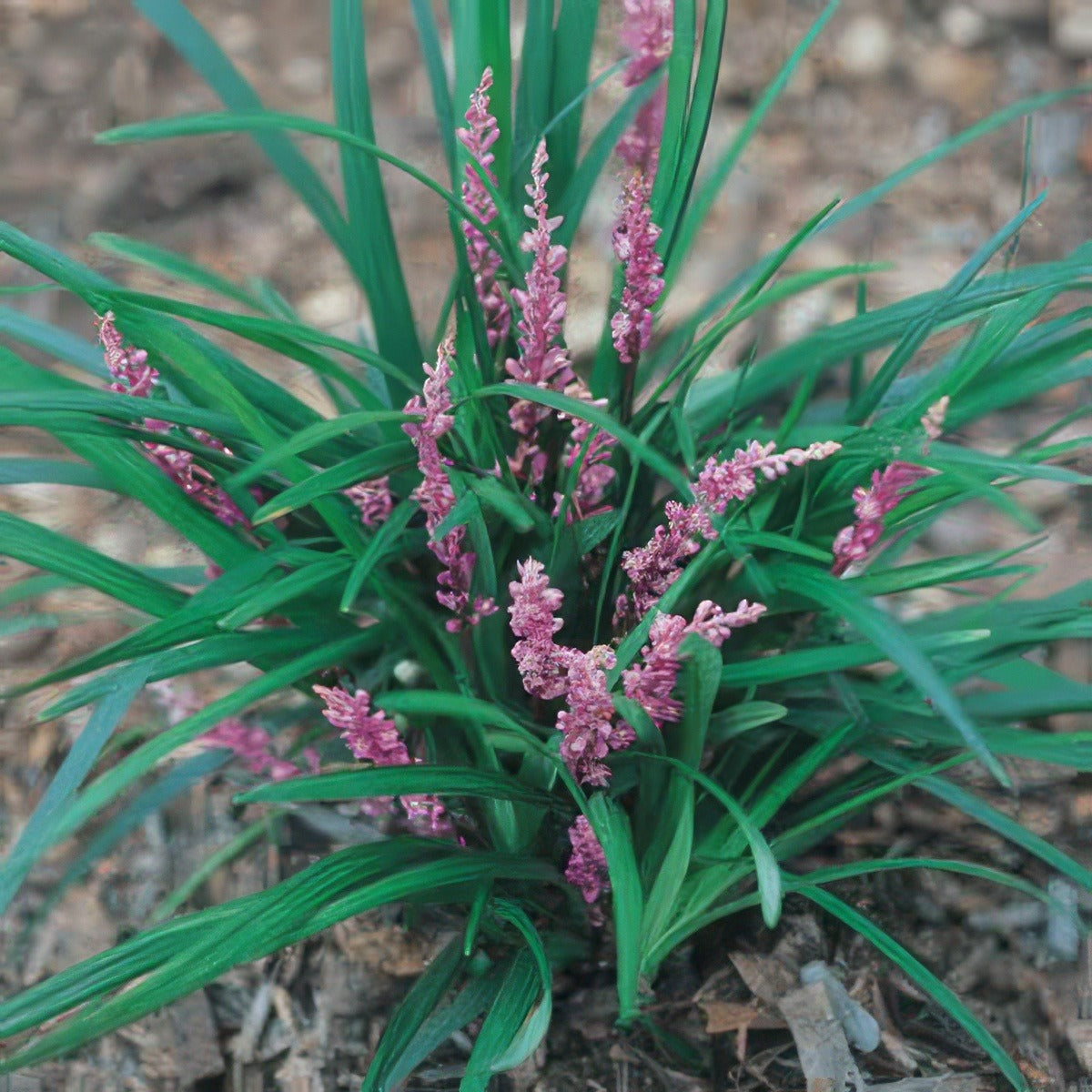 Liriope Samantha - Garden Express Australia